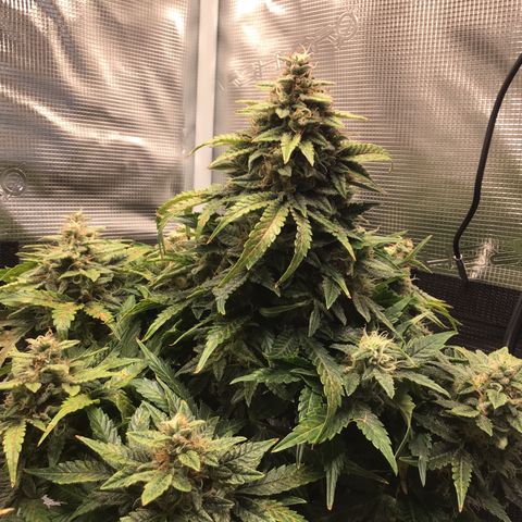 Godzilla Cookies Auto 2022 growlog timeline photo