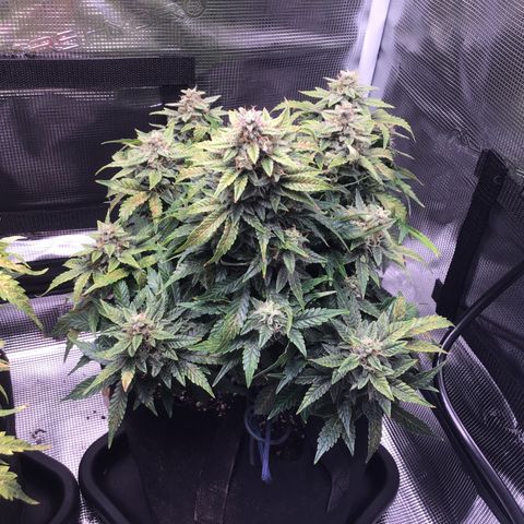 Godzilla Cookies Auto 2022 growlog timeline photo