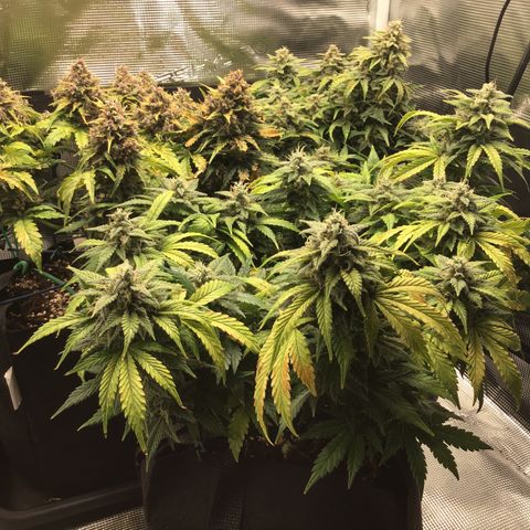 Purple Chill Auto 2022 growlog timeline photo