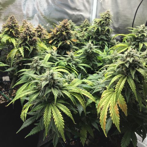 Purple Chill Auto 2022 growlog timeline photo