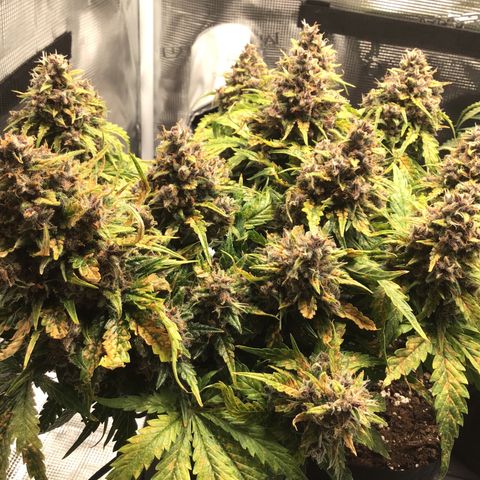 Ape Fruit Auto 2022 growlog timeline photo