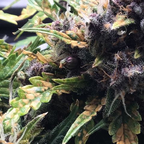 Ape Fruit Auto 2022 growlog timeline photo