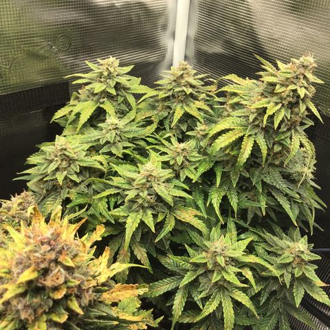Godzilla Cookies Auto 2022 growlog timeline photo