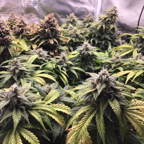 Purple Chill Auto 2022 growlog timeline photo