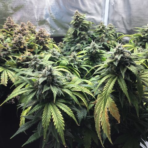 Purple Chill Auto 2022 growlog timeline photo