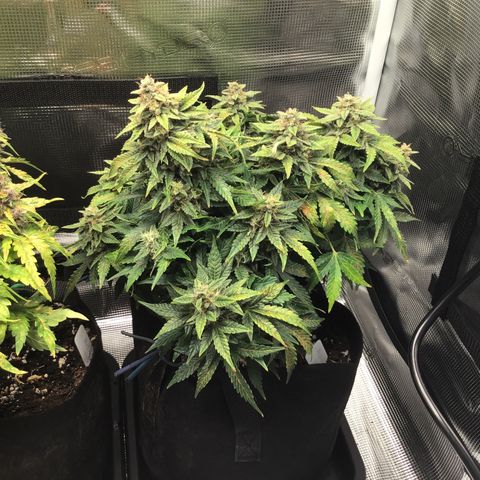 Godzilla Cookies Auto 2022 growlog timeline photo