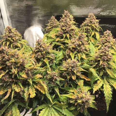 Ape Fruit Auto 2022 growlog timeline photo