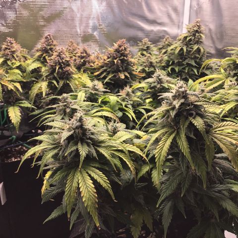 Purple Chill Auto 2022 growlog timeline photo