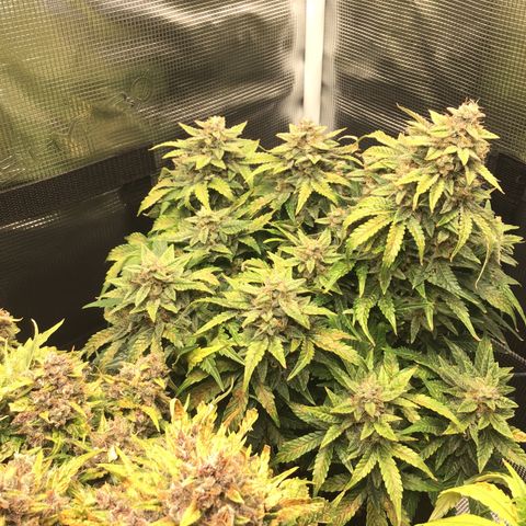 Godzilla Cookies Auto 2022 growlog timeline photo