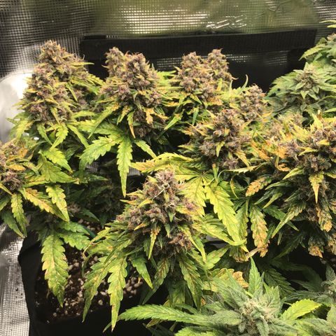 Ape Fruit Auto 2022 growlog timeline photo