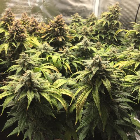 Purple Chill Auto 2022 growlog timeline photo