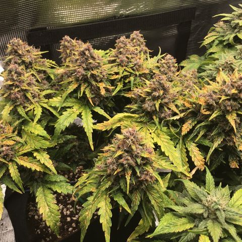 Ape Fruit Auto 2022 growlog timeline photo