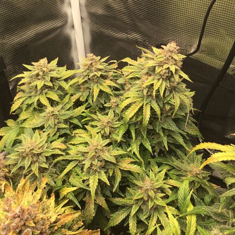 Godzilla Cookies Auto 2022 growlog timeline photo