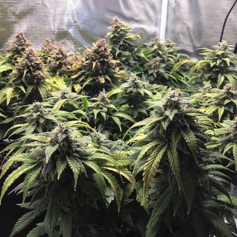 Purple Chill Auto 2022 growlog timeline photo