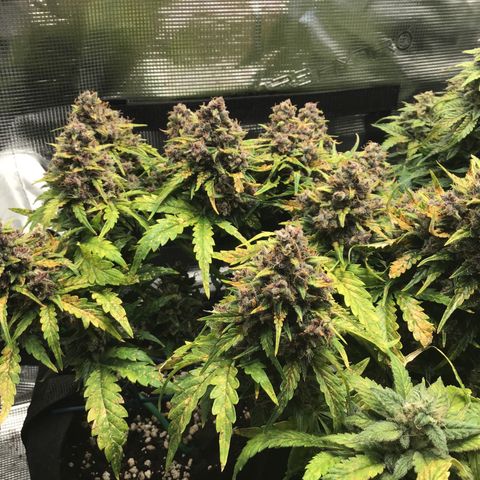 Ape Fruit Auto 2022 growlog timeline photo