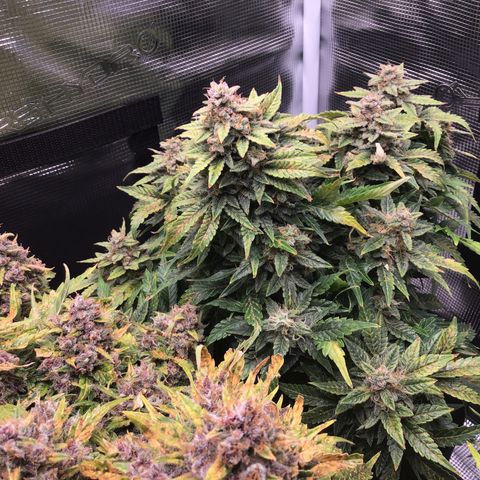 Godzilla Cookies Auto 2022 growlog timeline photo