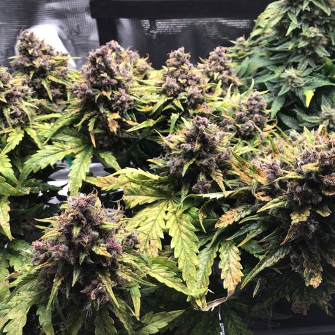 Ape Fruit Auto 2022 growlog timeline photo