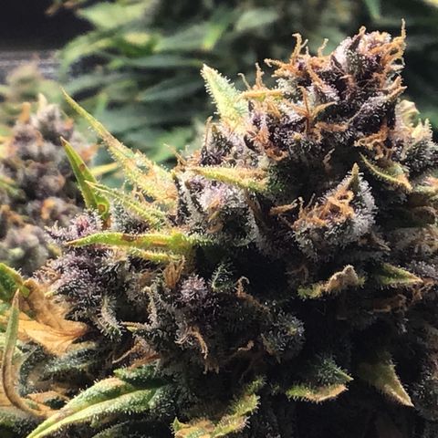 Ape Fruit Auto 2022 growlog timeline photo