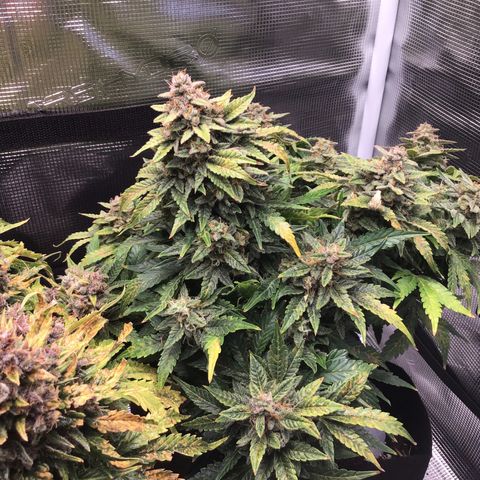 Godzilla Cookies Auto 2022 growlog timeline photo