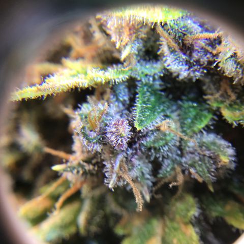 Ape Fruit Auto 2022 growlog timeline photo