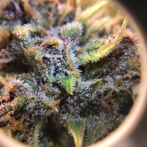 Ape Fruit Auto 2022 growlog timeline photo