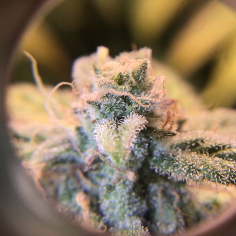 Purple Chill Auto 2022 growlog timeline photo