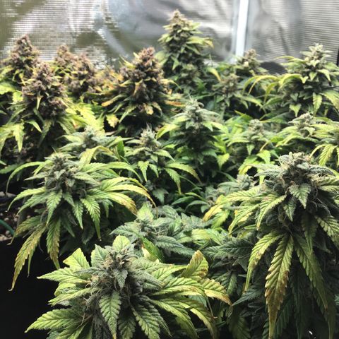 Purple Chill Auto 2022 growlog timeline photo