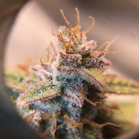 Godzilla Cookies Auto 2022 growlog timeline photo