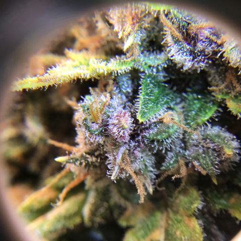 Ape Fruit Auto 2022 growlog timeline photo