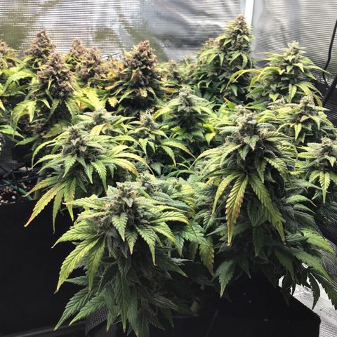 Purple Chill Auto 2022 growlog timeline photo