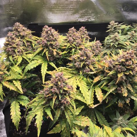 Ape Fruit Auto 2022 growlog timeline photo