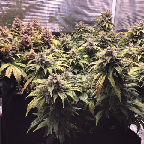 Purple Chill Auto 2022 growlog timeline photo