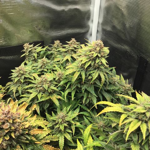 Godzilla Cookies Auto 2022 growlog timeline photo