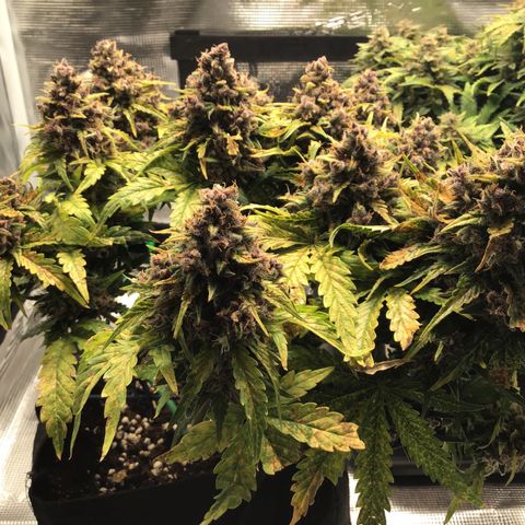 Ape Fruit Auto 2022 growlog timeline photo
