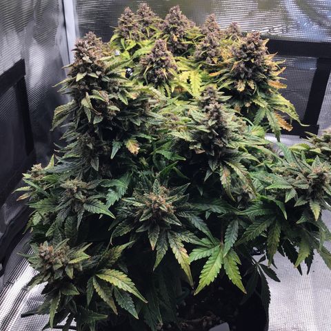 Godzilla Cookies Auto 2022 growlog timeline photo