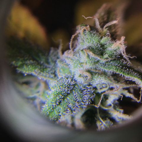 Purple Chill Auto 2022 growlog timeline photo