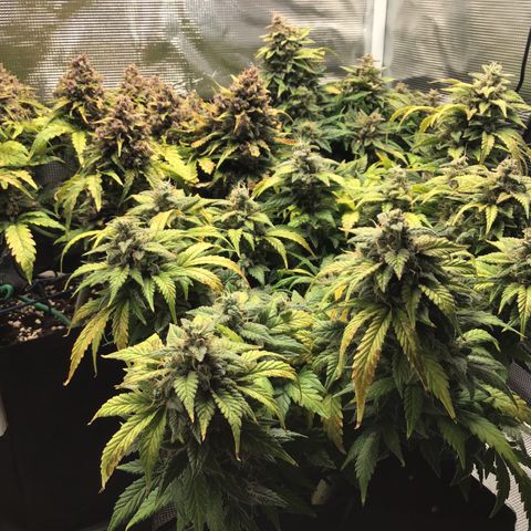 Purple Chill Auto 2022 growlog timeline photo