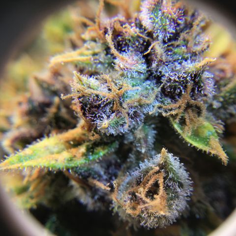 Ape Fruit Auto 2022 growlog timeline photo