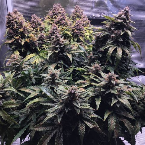 Godzilla Cookies Auto 2022 growlog timeline photo