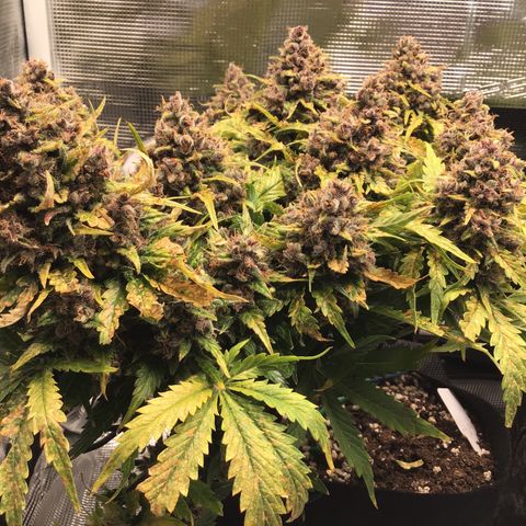 Ape Fruit Auto 2022 growlog timeline photo