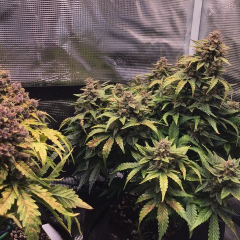 Godzilla Cookies Auto 2022 growlog timeline photo