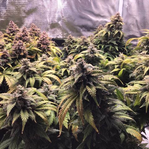 Purple Chill Auto 2022 growlog timeline photo