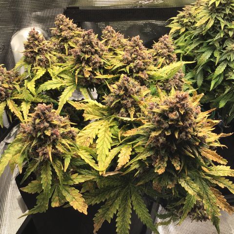 Ape Fruit Auto 2022 growlog timeline photo