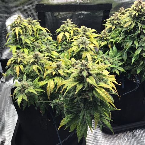 Purple Chill Auto 2022 growlog timeline photo
