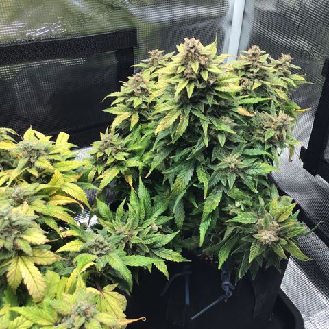 Godzilla Cookies Auto 2022 growlog timeline photo