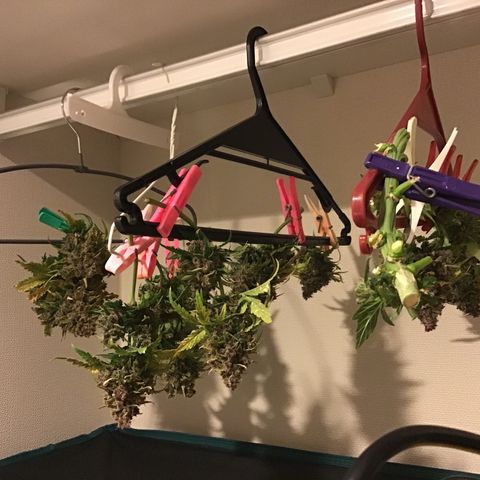 Ape Fruit Auto 2022 growlog timeline photo