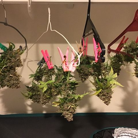 Ape Fruit Auto 2022 growlog timeline photo