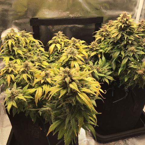 Purple Chill Auto 2022 growlog timeline photo