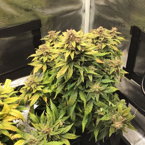 Godzilla Cookies Auto 2022 growlog timeline photo