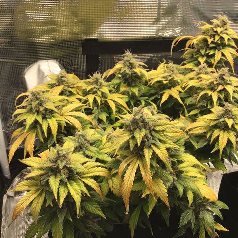 Purple Chill Auto 2022 growlog timeline photo